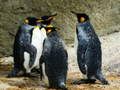 Igra Kralj Pinguin Mozaik online