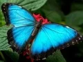 Igra Priroda Slož puzzle Osa online Igra Priroda Slož puzzle Osa online