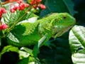 Igra Divlja Iguana online Igra Divlja Iguana online
