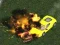 Igra Ludi Demolacijski Derby V1 online