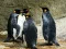 Igra Kralj Pinguin Mozaik online