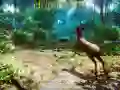 Igra Lovac 3D online