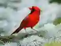 Igra Zagonetka Ptice online Igra Zagonetka Ptice online