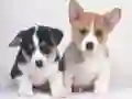 Igra Puzzle s cute štenadima online