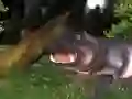 Igra Lov na divlje hipopotame online