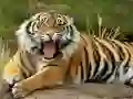 Igra Puzzle Životinja Tigar online Igra Puzzle Životinja Tigar online