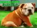 Igra Puzzle štene buldoga online Igra Puzzle štene buldoga online