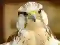 Igra Složenka o Gyrfalconu online