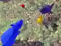 Igra Invazija Origami Štakora online