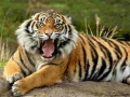 Igra Puzzle Životinja Tigar online