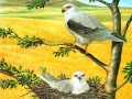 Igra Puzzle Ptice Grabljivice online